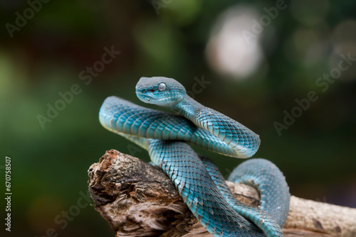 Trimeresurus insularis.Blue viper snake on branch, viper snake, blue insularis, Trimeresurus Insularis