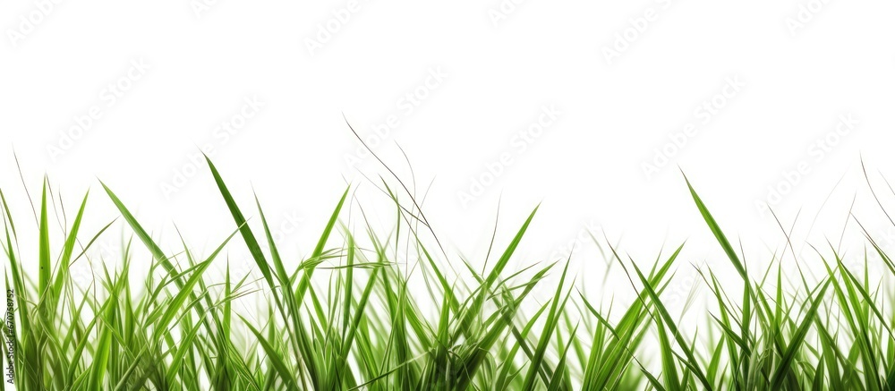 Obraz premium Background of tall grass