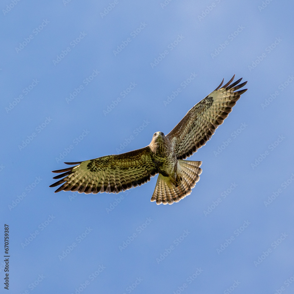 Fototapeta premium Under wing detail of a common buzzard. Intricate patterning on this raptor.