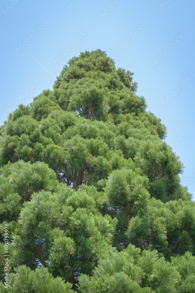 Evergreen tree against blue sky background