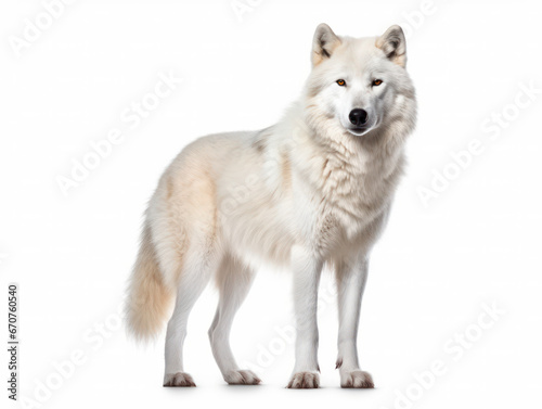 Arctic Wolf Studio Shot Isolated on Clear White Background  Generative AI