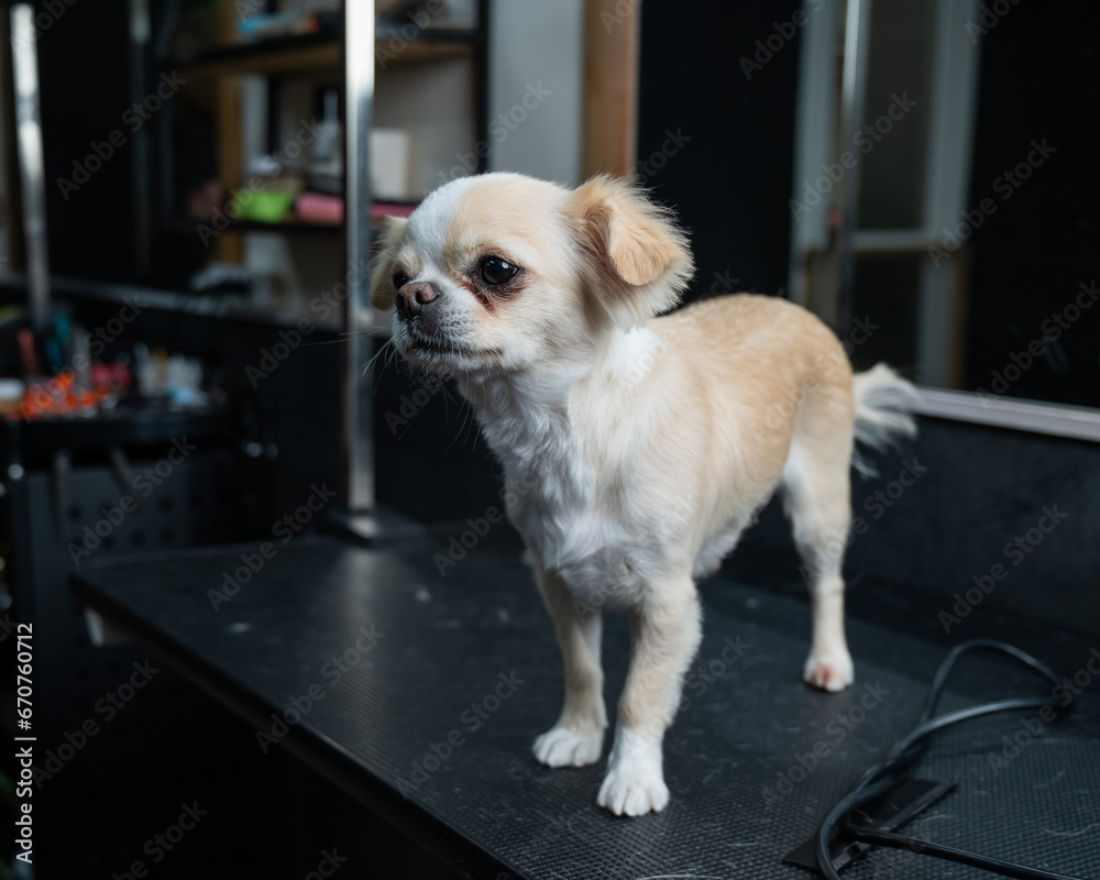 Groomer cuts hair on the paws of a chihuahua in a grooming salon. Funny decorative dog. 
