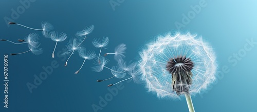 Dandelion seeds flying in the wind.