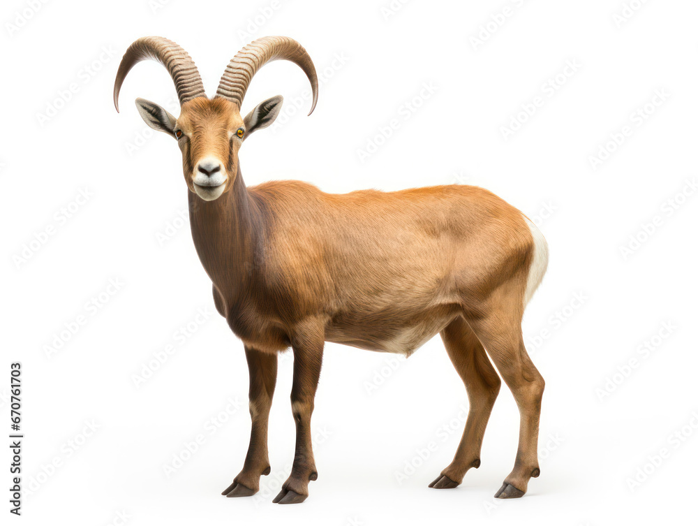 Ibex Studio Shot Isolated on Clear White Background, Generative AI Ibex Studio Shot Isolated on Clear White Background, Generative AI
