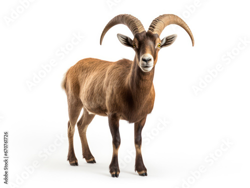 Ibex Studio Shot Isolated on Clear White Background, Generative AI