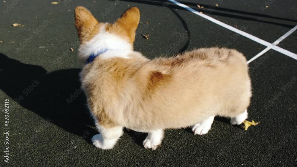 Small Pembroke Welsh Corgi puppy stands in a city park on a sunny day. Happy little dog. Concept of care, animal life, health, show, dog breed
Small Pembroke Welsh Corgi puppy stands in a city park on a sunny day. Happy little dog. Concept of care, animal life, health, show, dog breed