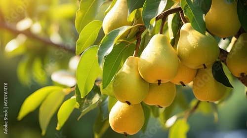 Ripe pears hanging gracefully in the tree