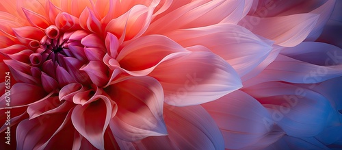 Close up of a dahlia flowers abstract petals photo