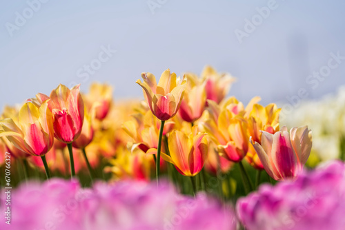 Beautiful tulips are in full bloom