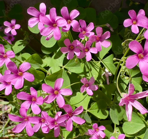 pink flowers in the garden