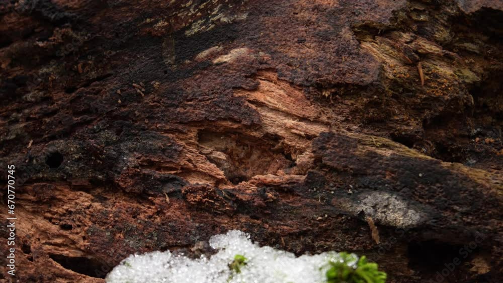 Snow-Covered Moss and Bark Texture. Detailed view of verdant moss lightly blanketed by snow juxtaposed against the rough texture of aged tree bark. Snow-Covered Moss and Bark Texture. Detailed view of verdant moss lightly blanketed by snow juxtaposed against the rough texture of aged tree bark.