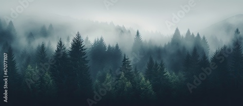 Clouded woods