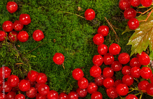 red berries on a green background