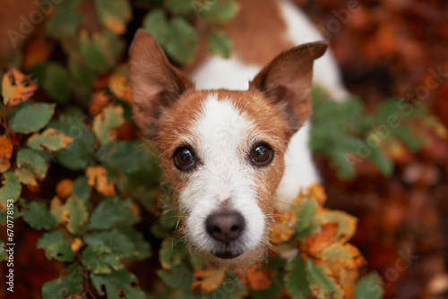 Jack Russell Terrier in Autumn Foliage. Close-up of a curious dog's face peeking through vibrant autumn leaves, portraying a sense of adventure during a woodland hike