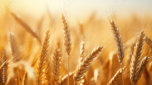 spikelets in the wheat field