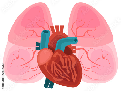 human heart anatomy organ and lungs concept illustration health