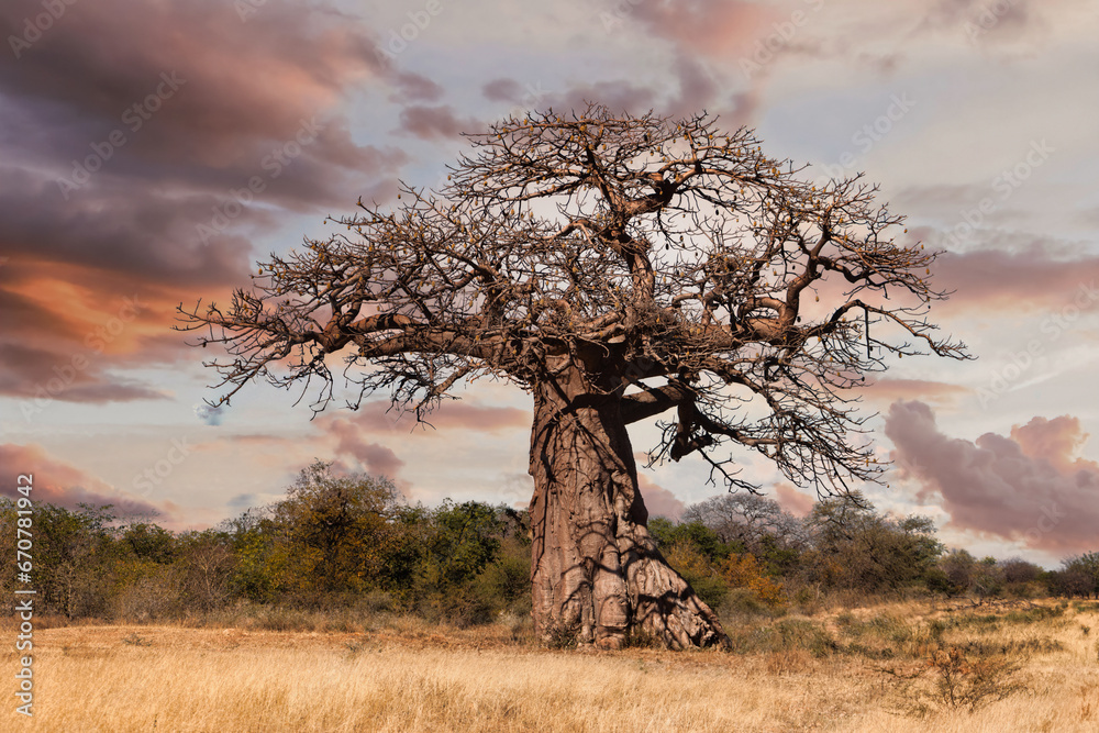 old baobab tree in the african savannah at sunset , acacia trees bush in the background - obrazy, fototapety, plakaty 