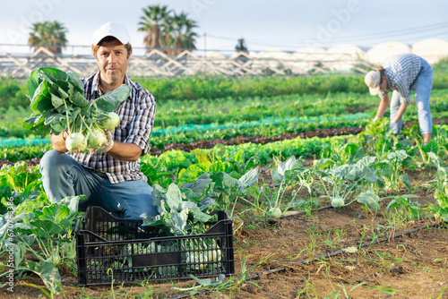 Adult male farmer during harvest of kohlrabi from beds in field photo