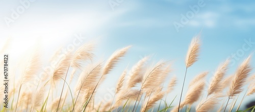 Beautiful view of flowering grasses like Feather pennisetum under a pale sky