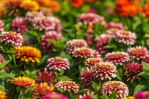Very beautiful flowers in the flowerbed. Background with selective focus and copy space