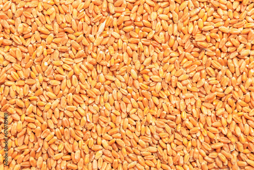 Wheat grain background. Concept of grain deal and world food security. Texture