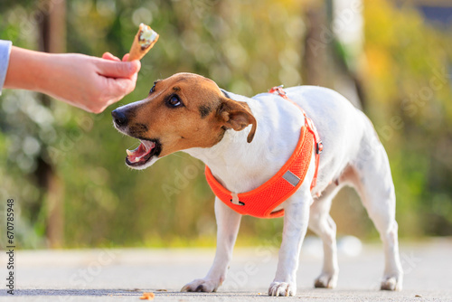 Cute Jack Russell Terrier dog eats ice cream on a walk in the park. Pet portrait with selective focus