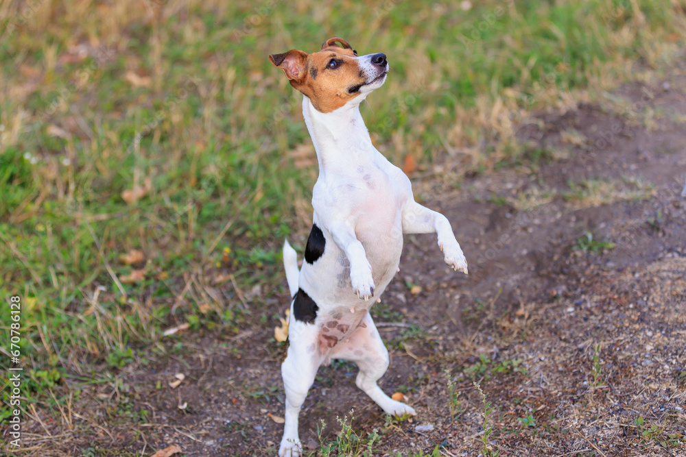 A cute Jack Russell Terrier dog asks a person for food in nature. Pet portrait with selective focus