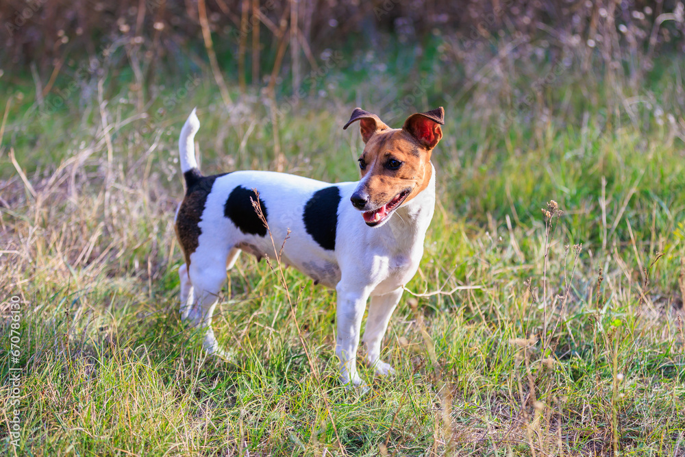 Cute Jack Russell Terrier dog enjoying a walk in the fresh air. Pet portrait with selective focus and copy space Cute Jack Russell Terrier dog enjoying a walk in the fresh air. Pet portrait with selective focus and copy space