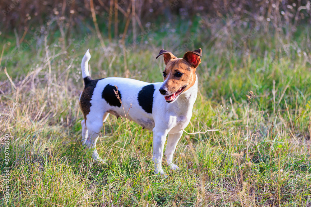 Cute Jack Russell Terrier dog enjoying a walk in the fresh air. Pet portrait with selective focus and copy space