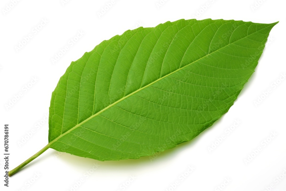 Obraz premium Green leaf isolated on white background