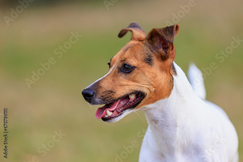 Cute dog of the Jack Russell Terrier breed on a blurred nature background. Pet portrait with selective focus