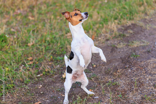 Fototapeta Naklejka Na Ścianę i Meble -  A cute Jack Russell Terrier dog asks a person for food in nature. Pet portrait with selective focus