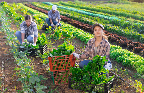 Woman collects crop of chard along with other workers on farm field