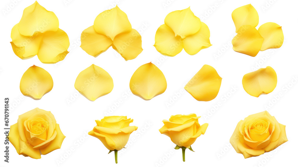 Yellow flower petals isolated on a transparent background created with