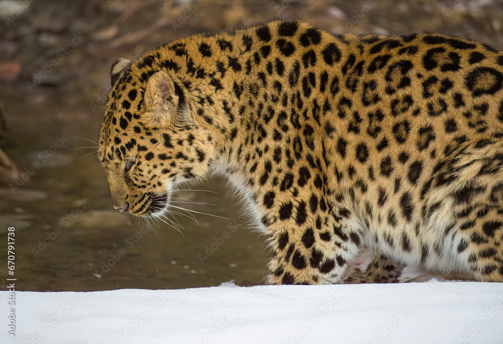 Fototapeta premium Amur Leopard