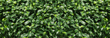 Bright green artificial plants as background, banner design