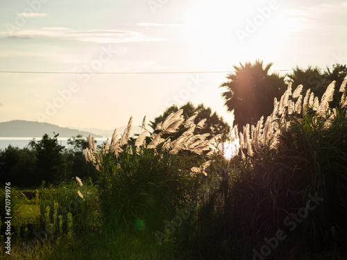 心地いい風の吹く夕方の景色 photo