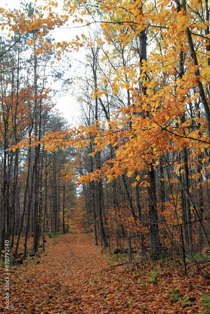 Fototapeta premium Fall landscape with colorful trees in forest