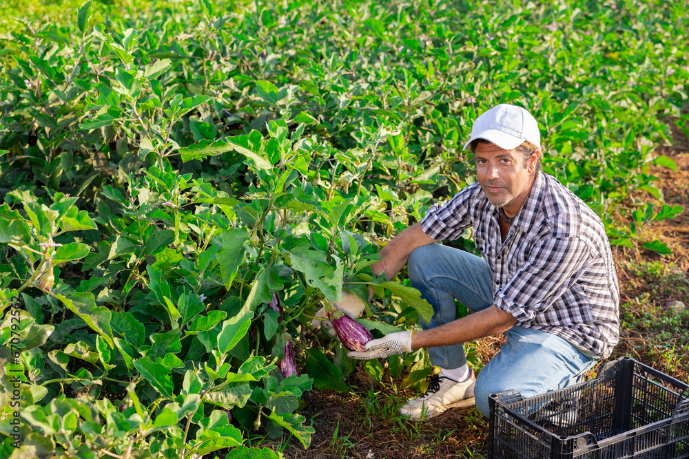 Fototapeta premium Hired male worker harvesting eggplant on farm field in summer day