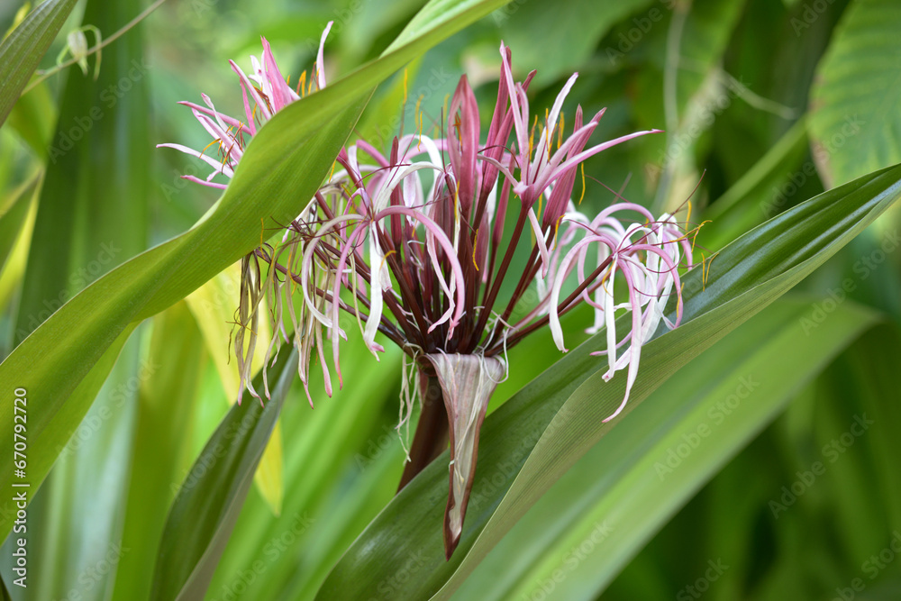 Obraz premium クィーン・エマ・リリー