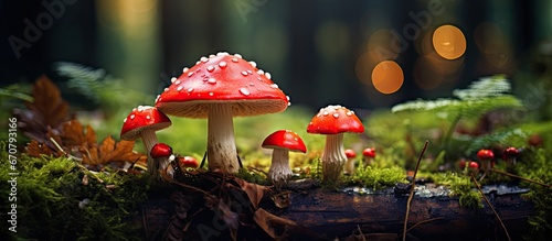 Autumn forest with poisonous Fly Agaric mushrooms selectively focused