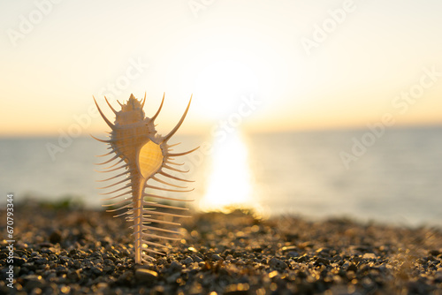 夕日と砂浜の貝殻 photo