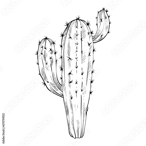 cactus hand drawn illustration
