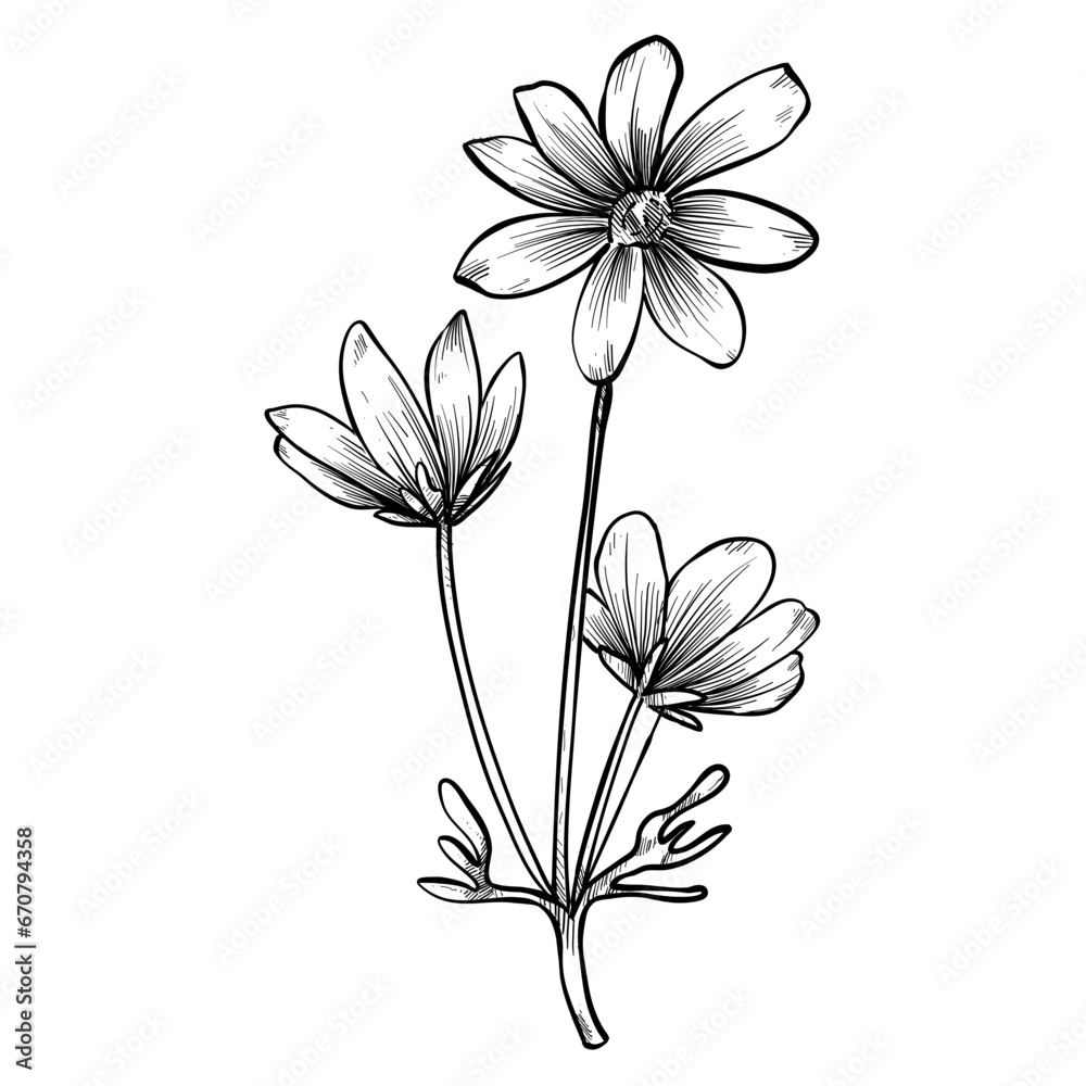 wildflowers hand drawn illustration