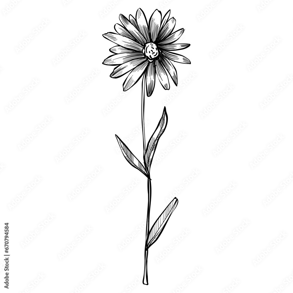 officinalis plants hand drawn illustration officinalis plants hand drawn illustration