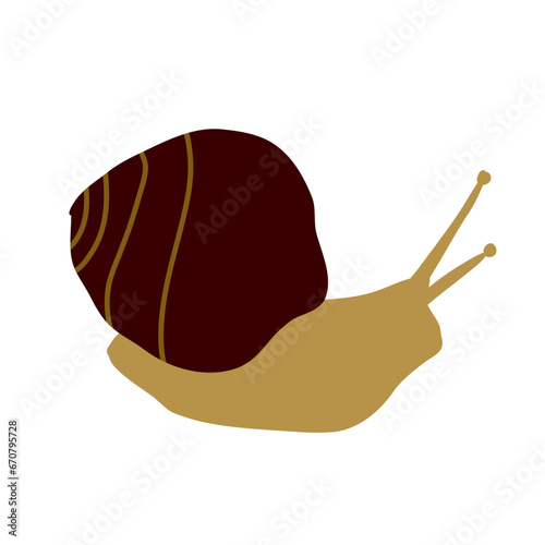 Snail shell animal