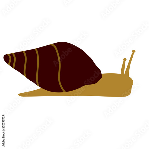 Snail shell animal