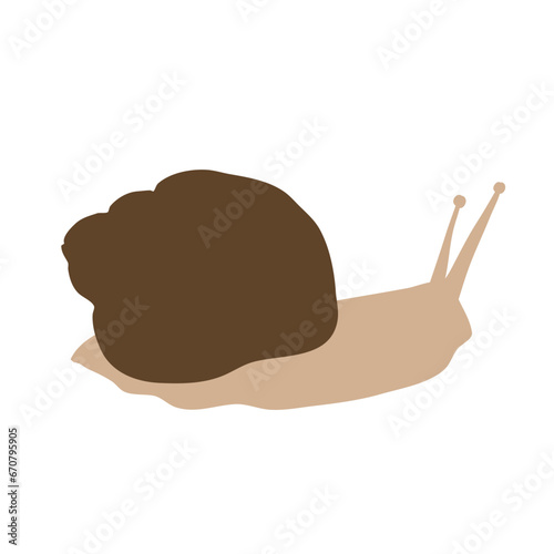 Snail shell animal