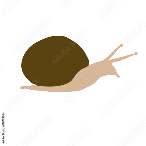 Snail shell animal