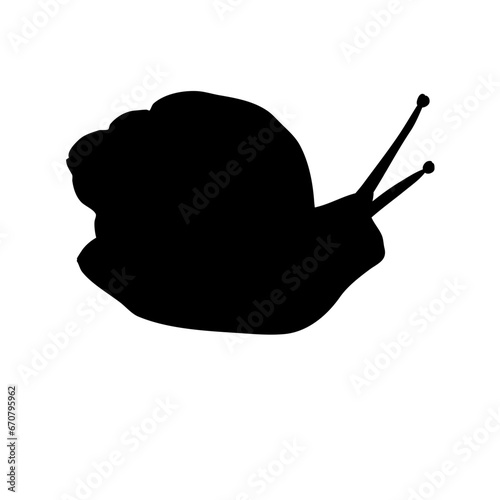 Snail shell animal
